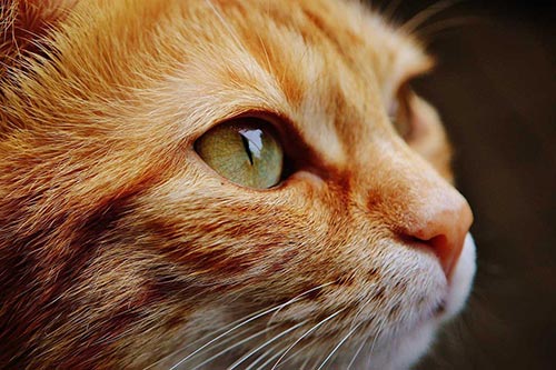 La storia di Gualdo, il gattino viaggiatore e animali ammessi a Villa La Pieve